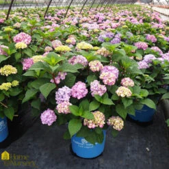 Hydrangea Macrophylla Endless Summer 'Bloomstruck'
