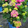 Hydrangea Macrophylla Endless Summer 'Summer Crush' 2 Hydrangea Macrophylla Endless Summer 'Summer Crush' -Pesches Garden Center DETA 368
