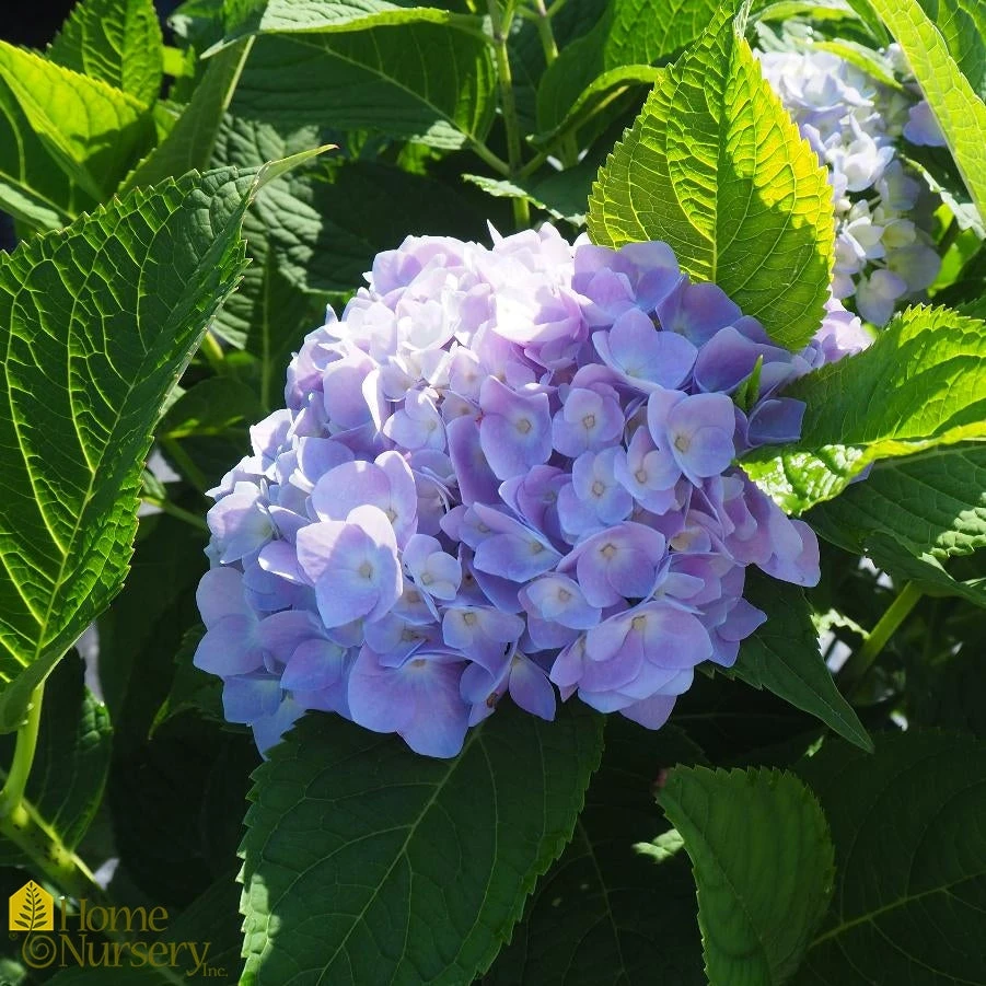 Hydrangea Macrophylla Endless Summer 'Original' 4 Hydrangea Macrophylla Endless Summer 'Original' - Image 2