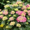Hydrangea Macrophylla 'Let's Dance Big Band' -Pesches Garden Center DETA 371