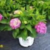 Hydrangea Macrophylla 'Let's Dance Rave' 1 Hydrangea Macrophylla 'Let's Dance Rave' -Pesches Garden Center DETA 373