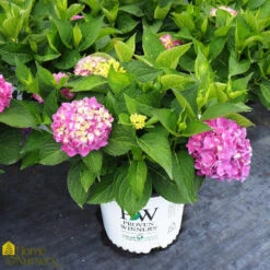 Hydrangea Macrophylla 'Let's Dance Rave'