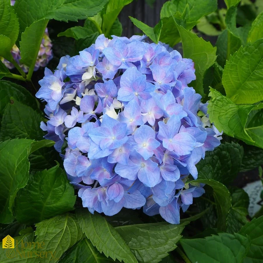 Hydrangea Macrophylla 'Let's Dance Rhythmic Blue' 3 Hydrangea Macrophylla 'Let's Dance Rhythmic Blue'
