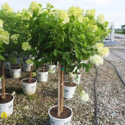 Hydrangea Paniculata 'Limelight' Tree 7 Hydrangea Paniculata 'Limelight' Tree -Pesches Garden Center DETA 381