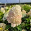 Hydrangea Paniculata 'Quick Fire Fab' -Pesches Garden Center DETA 386