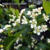 Chokeberry - Aronia Melanocarpa Iroquois Beauty -Pesches Garden Center DETA 44 a49a7abc 8b61 4e3e 8599 b1fc58eefa6a