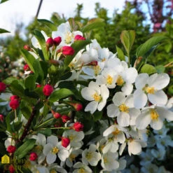 Flowering Crabapple - Malus Sargentii 'Tina' -Pesches Garden Center DETA 532