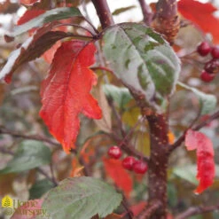 Flowering Crabapple - Malus X Transitoria 'Royal Raindrops' -Pesches Garden Center DETA 541