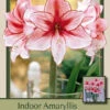 Amaryllis 'Charisma' -Pesches Garden Center DETA 5790