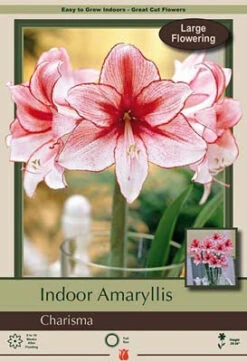 Amaryllis 'Charisma'