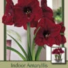 Amaryllis 'Red Pearl' -Pesches Garden Center DETA 5802
