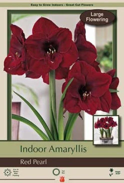 Amaryllis 'Red Pearl'