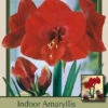 Amaryllis 'Ferrari' -Pesches Garden Center DETA 5808
