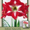 Amaryllis 'Monte Carlo' 2 Amaryllis 'Monte Carlo' -Pesches Garden Center DETA 5810