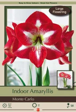 Amaryllis 'Monte Carlo'