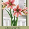Amaryllis 'Exotic Star' -Pesches Garden Center DETA 5823