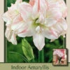 Amaryllis 'Aphrodite' -Pesches Garden Center DETA 5826