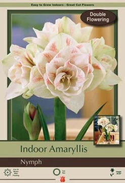 Amaryllis 'Nymph'