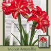 Amaryllis 'Splash' -Pesches Garden Center DETA 5834