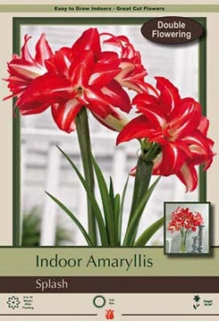 Amaryllis 'Splash'
