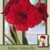 Amaryllis 'Double Dragon' -Pesches Garden Center DETA 5836
