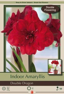 Amaryllis 'Double Dragon'