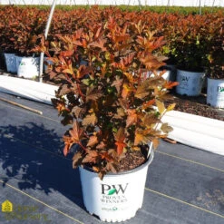 Ninebark - Physocarpus Opulifolius 'Coppertina'