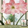 Amaryllis 'Spotlight' -Pesches Garden Center DETA 6401