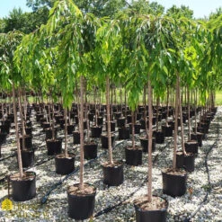 Weeping Cherry - Prunus Pendula 'Pendula Rosea' 7 Weeping Cherry - Prunus Pendula 'Pendula Rosea' -Pesches Garden Center DETA 648