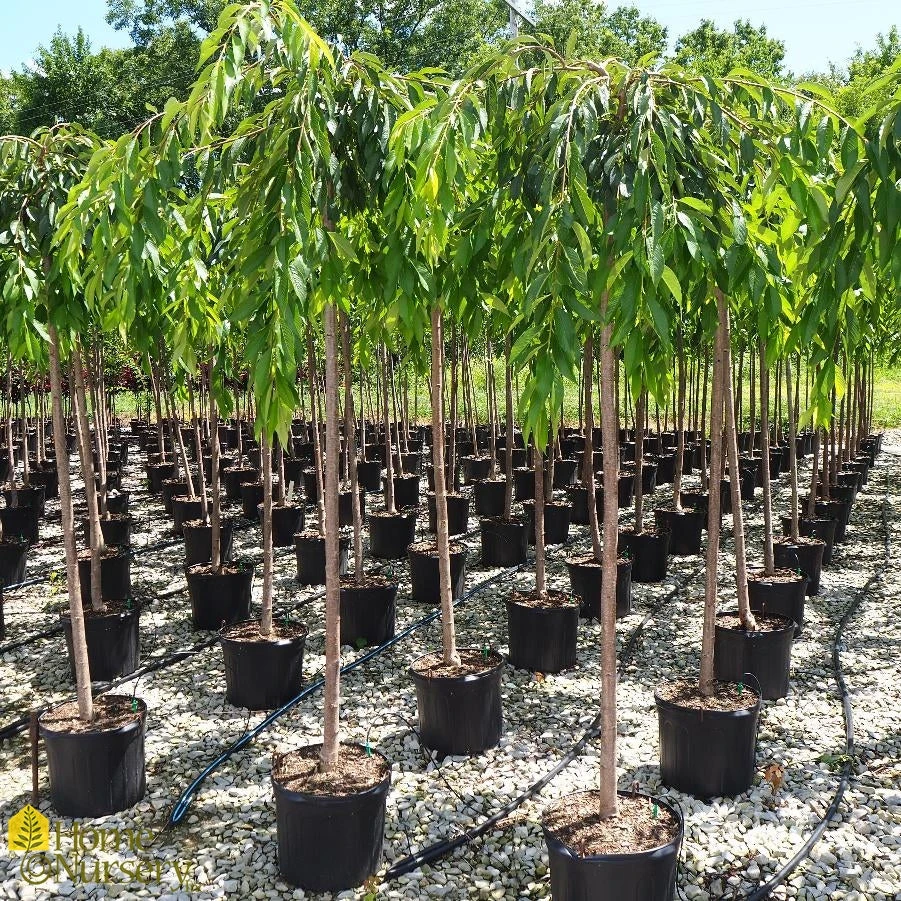 Weeping Cherry - Prunus Pendula 'Pendula Rosea' 5 Weeping Cherry - Prunus Pendula 'Pendula Rosea' - Image 3