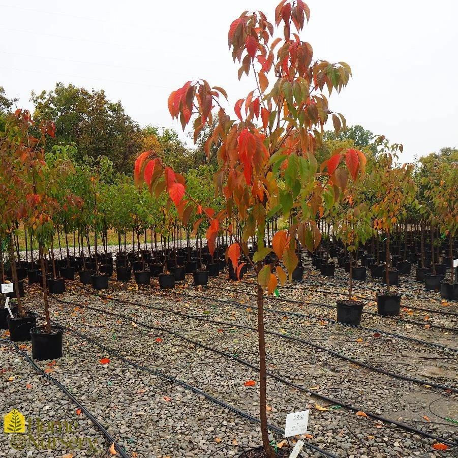 Flowering Cherry - Prunus Serrulata 'Kwanzan' 4 Flowering Cherry - Prunus Serrulata 'Kwanzan' - Image 2
