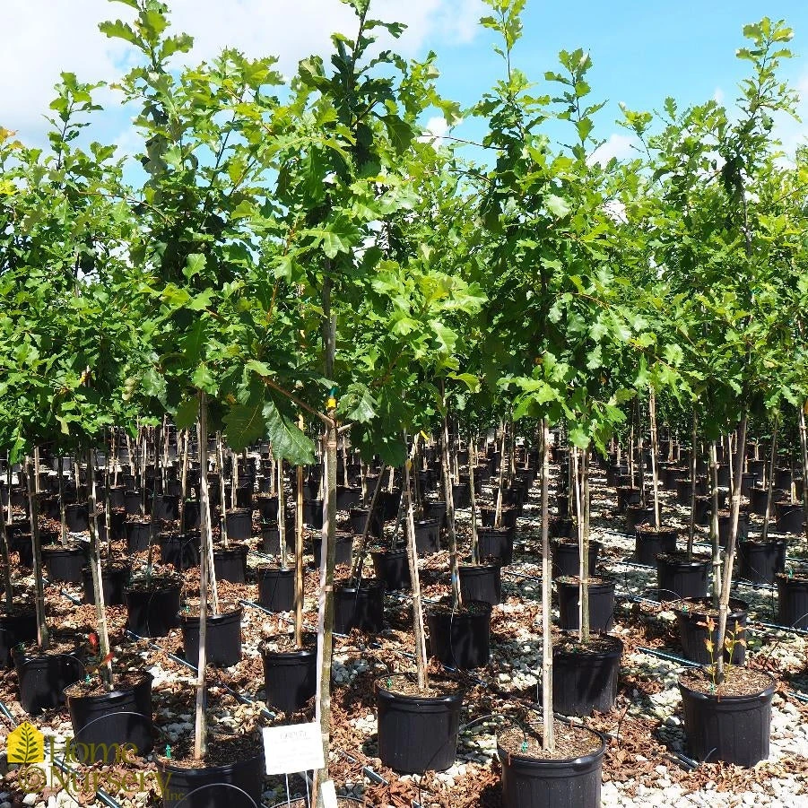 Swamp White Oak - Quercus Bicolor 4 Swamp White Oak - Quercus Bicolor - Image 2