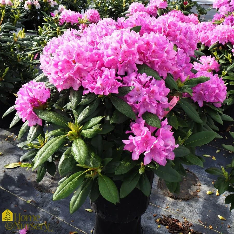 Rhododendron X 'English Roseum' 3 Rhododendron X 'English Roseum'