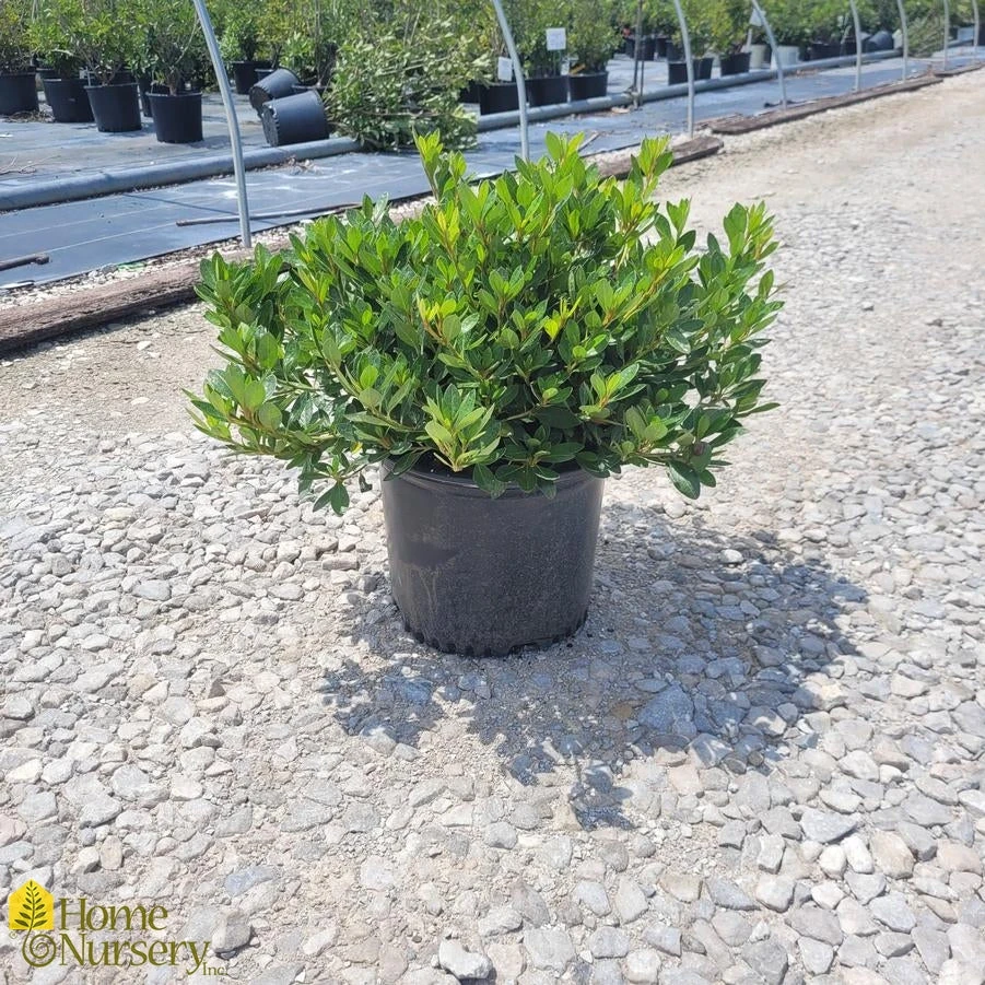 Azalea - Rhododendron X 'Girard's Renee Michelle' 4 Azalea - Rhododendron X 'Girard's Renee Michelle' - Image 2