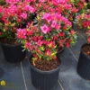 Azalea - Rhododendron X 'Girard's Rose' -Pesches Garden Center DETA 708