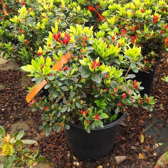 Azalea - Rhododendron X 'Girard's Scarlet' 3 Azalea - Rhododendron X 'Girard's Scarlet'