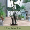 Elephant Ear 'Tea Cup' -Pesches Garden Center DETA 7101