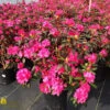 Azalea - Rhododendron X 'P.J.M. Landmark' -Pesches Garden Center DETA 715