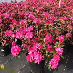 Azalea - Rhododendron X 'P.J.M. Landmark'