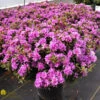 Azalea - Rhododendron X Purple Gem -Pesches Garden Center DETA 717