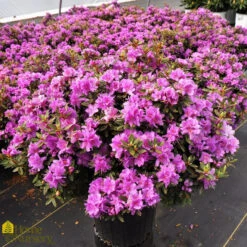 Azalea - Rhododendron X Purple Gem