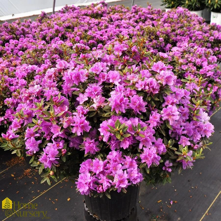 Azalea - Rhododendron X Purple Gem 3 Azalea - Rhododendron X Purple Gem