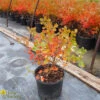 Sumac - Rhus Aromatica 'Gro-Low' -Pesches Garden Center DETA 722