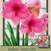 Amaryllis 'Sweet Star'