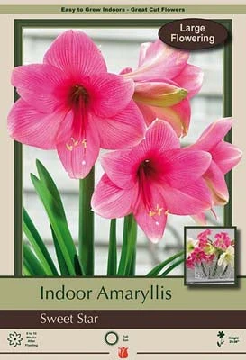 Amaryllis 'Sweet Star' 3 Amaryllis 'Sweet Star'