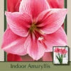 Amaryllis 'Gervase' 1 Amaryllis 'Gervase' -Pesches Garden Center DETA 7533