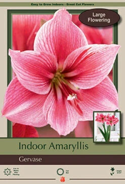 Amaryllis 'Gervase'