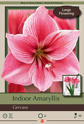 Amaryllis 'Gervase' 3 Amaryllis 'Gervase'