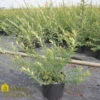 Willow - Salix Integra 'Hakuro-nishiki' -Pesches Garden Center DETA 774