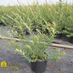 Willow - Salix Integra 'Hakuro-nishiki'